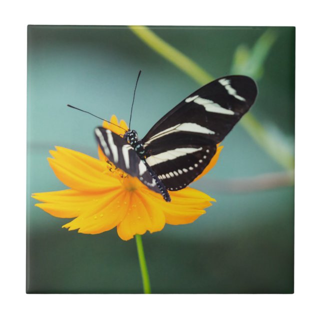 Costa Rica  - Borboleta Zebra Longwing (Frente)
