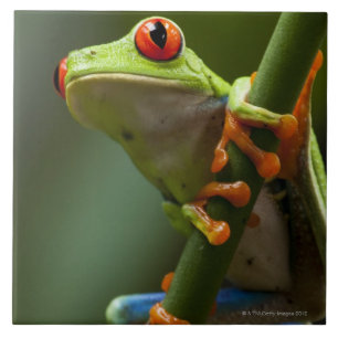 Costa Rica, Monteverde, sapo de árvore