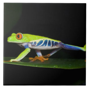 Costa Rica, Perereca-de-olhos-vermelhos (Agalychni