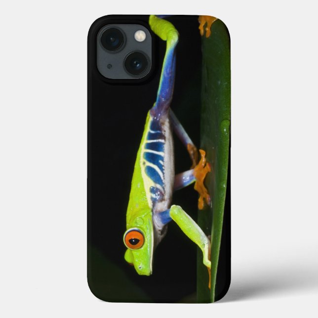 Costa Rica, Red-eyed Tree Frog (Agalychnis (Verso)