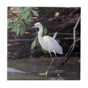 Costa Rica, Tortuguero - Egretta thula