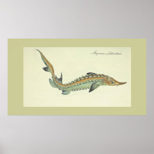 Costeira - impressão de peixe-vintage (Frente)