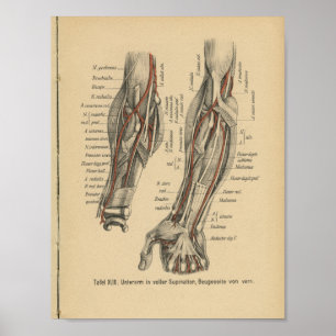 Cotovelo do braço do impressão da anatomia do