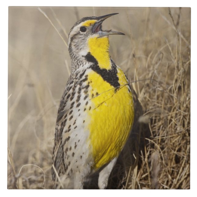 Cotovia-de-barriga-amarela (Sturnella neglecta) (Frente)