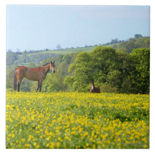 Cotswolds, Reino Unido