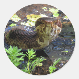 Cottonmouth/de mocassim/cobra de água etiquetas