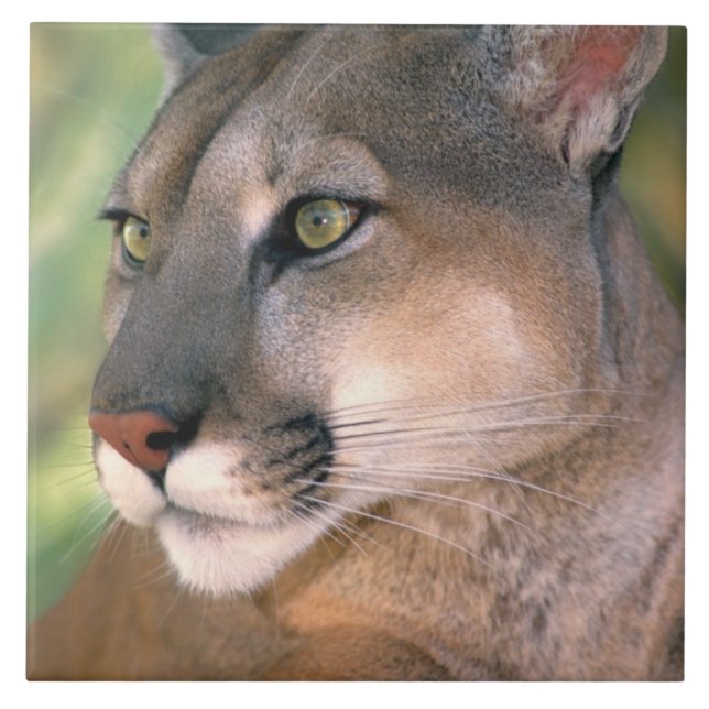 Cougar, Califórnia (Frente)