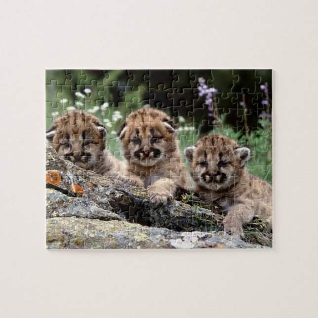 Cougar Cubs Quebra-cabeça (Horizontal)