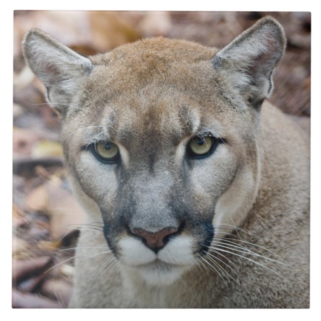 Cougar, leão da montanha, Puma da Flórida (Frente)
