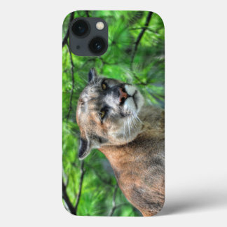 Cougar Mountain Lion & Summer Pines