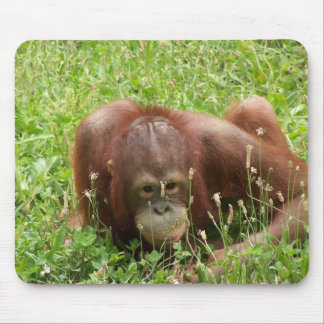 Couro cru do orangotango & busca Mousepad
