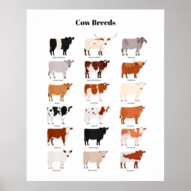 cow breeds poster (Frente)
