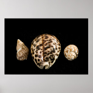 Cowrie Cones 2 Poster