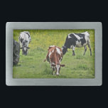 Cows_0068<br><div class="desc">Vacas no pasto</div>