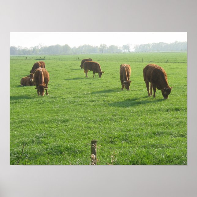 Cows Photo Poster Print (Frente)
