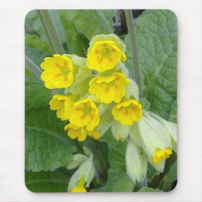 Cowslip floresce Mousepad (Frente)