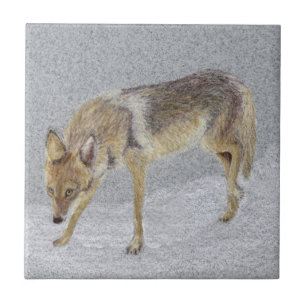 Coyote