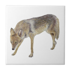 Coyote