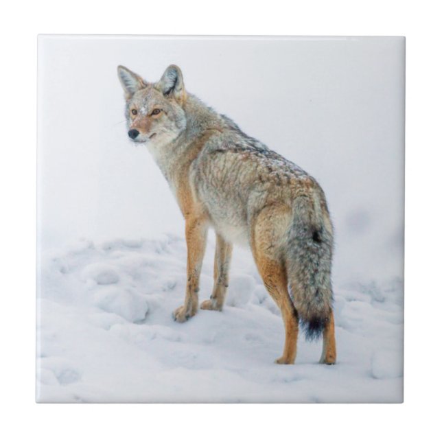 Coyote em alerta na neve (Frente)