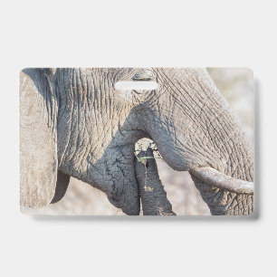 Crachá Alimentação de elefante