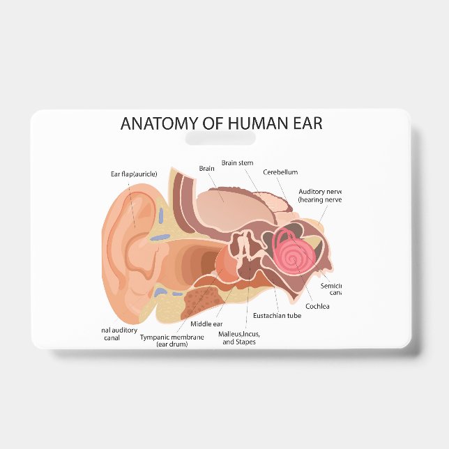 Crachá Anatomia dos ouvidos humanos (Frente)