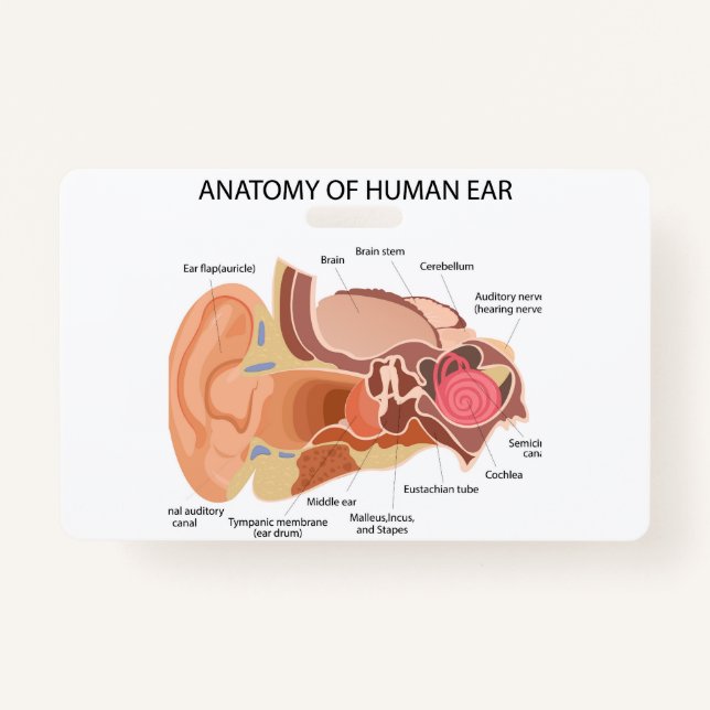 Crachá Anatomia dos ouvidos humanos (Frente)