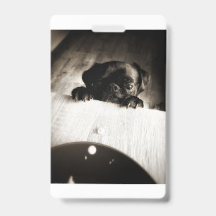 Crachá pug espiando em preto e branco