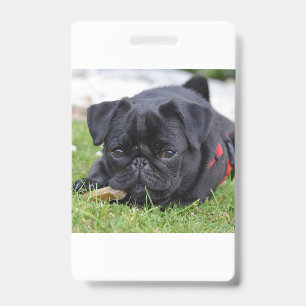 Crachá pug preto deitado