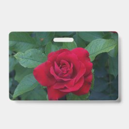 Crachá Rosa Vermelha de Perto