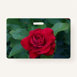 Crachá Rosa vermelha para fechar