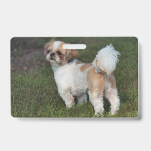 Crachá Shih Tzu mais fofinho
