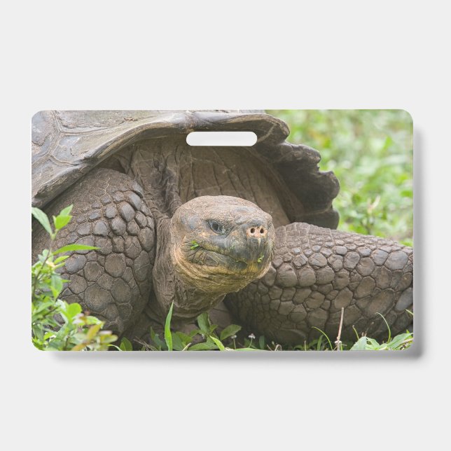 Crachá Tartaruga gigante (Frente)