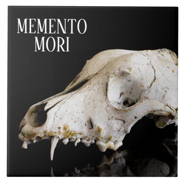 Crânio animal (Frente)