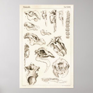 Crânios do impressão veterinário da anatomia do