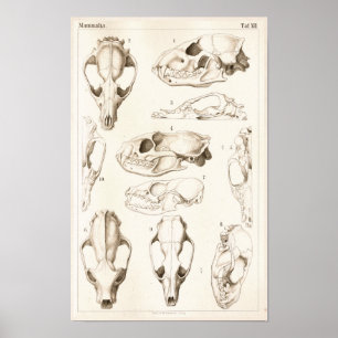 Crânios do impressão veterinário da anatomia do