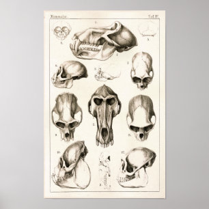 Crânios do impressão veterinário da anatomia do