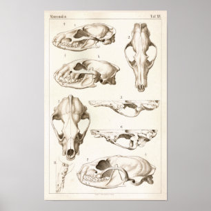 Crânios do impressão veterinário da anatomia do