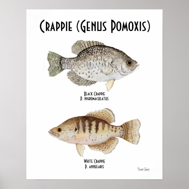 Crappie Poster (Frente)