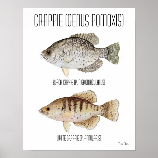 Crappie Poster (Frente)