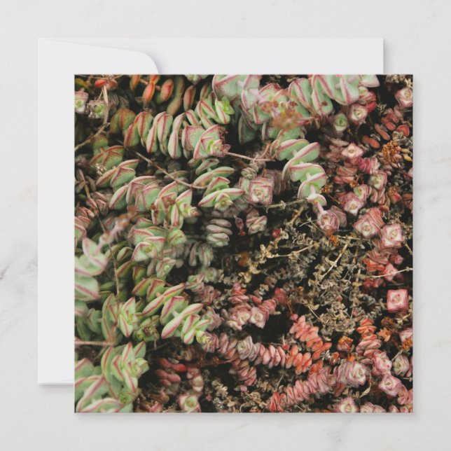 Crassula perforata (Frente)