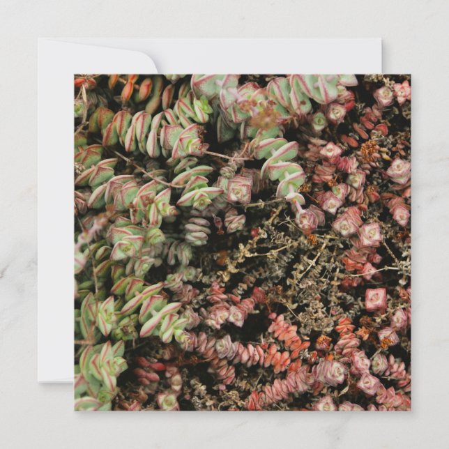 Crassula perforata (Frente)