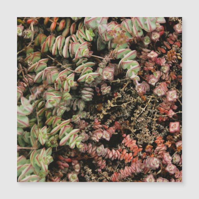 Crassula perforata (Frente)