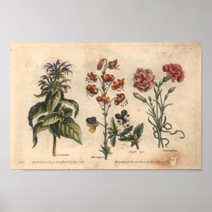 Cravo botânico do impressão da arte da flor 1757