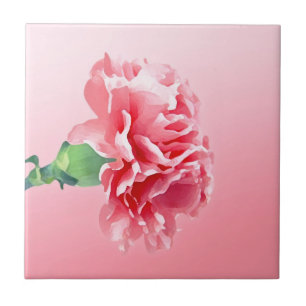 Cravo cor-de-rosa