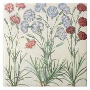 Cravos: albo multiplex do flore 1.Caryophyllus; 2