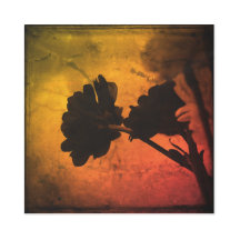 Cravos multicoloridos