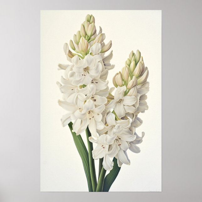 Cream Hyacinth Flower Art Poster (Frente)