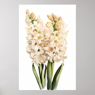 Cream Hyacinth Flower Art Poster