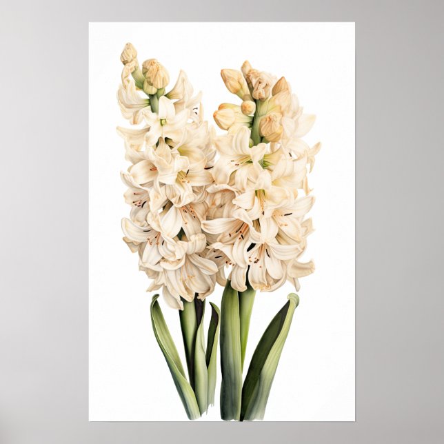 Cream Hyacinth Flower Art Poster (Frente)