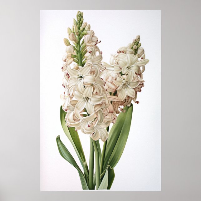 Cream Hyacinth Flower Art Poster (Frente)